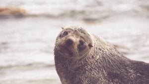 Bon ok c'est pas un bisounours, mais il me regardait en coin !